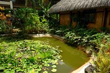 Garden Pond 