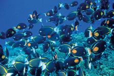 Underwater World 