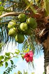Coconuts and fragrant flowers 