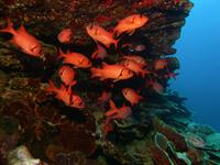 Fish of all sizes and colors 