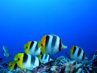 Colorful life in the lagoon 
