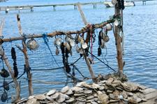 Black Pearl Oysters 