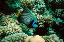 Facinating life in the Coral 
