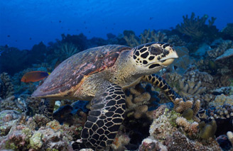 Meet the Bora Bora locals up close