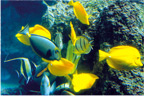 Diving & Snorkelling, Le Maitai Bora Bora
