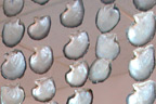 Local shells and peals are made into stunning jewellery